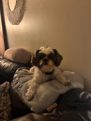 Reunited Male Dog last seen Michael Lane Area, Addison, IL, Addison, IL 60101