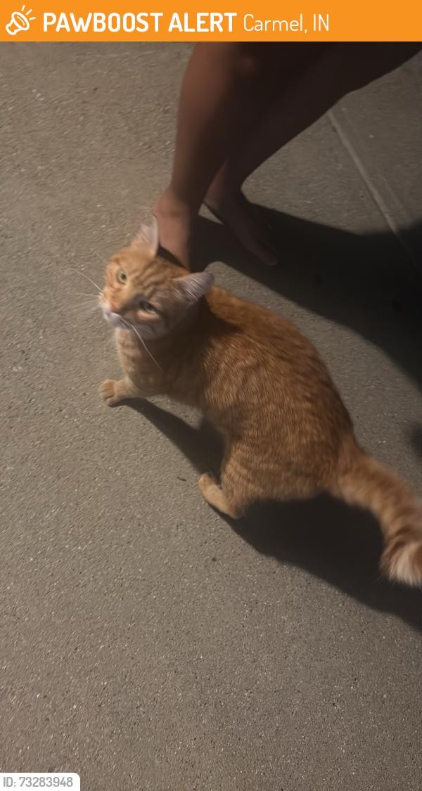 Found/Stray Unknown Cat last seen Roaming around court past 2 nights around midnight, Carmel, IN 46032