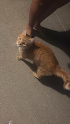 Found/Stray Unknown Cat last seen Roaming around court past 2 nights around midnight, Carmel, IN 46032