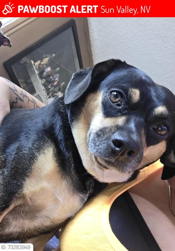 Lost Female Dog last seen Calico, Sun Valley, NV 89433