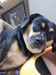 Lost Female Dog last seen Calico, Sun Valley, NV 89433