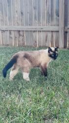 Lost Female Cat last seen El Salido & Wilson Way, Cedar Park, TX 78613