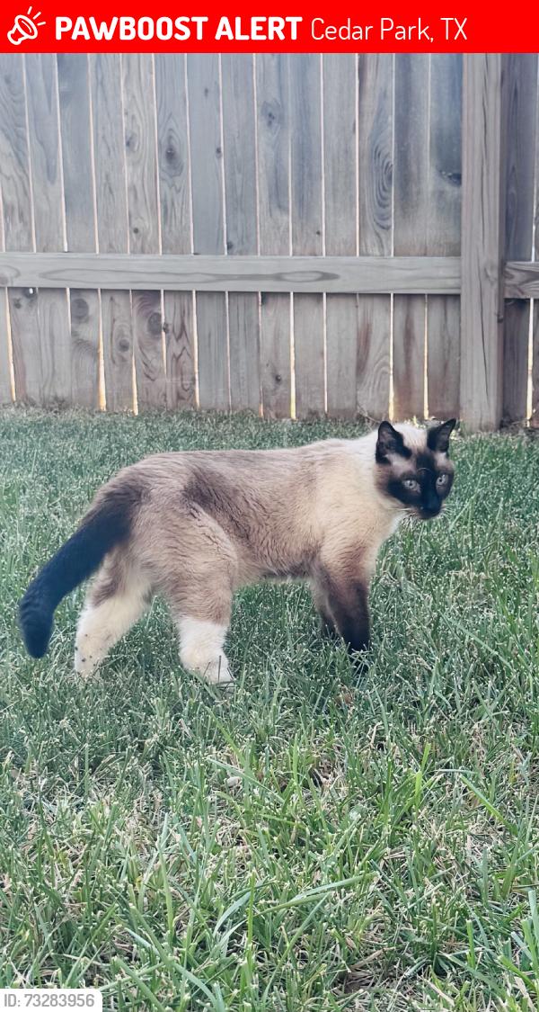 Lost Female Cat last seen El Salido & Wilson Way, Cedar Park, TX 78613