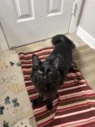 Found/Stray Female Cat last seen Northampton apmts, Upper Marlboro, MD 20772