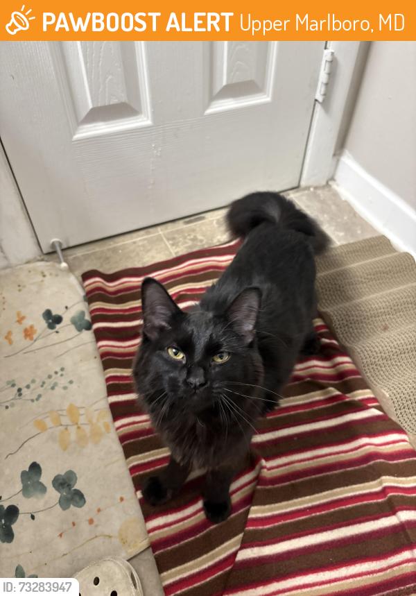 Found/Stray Female Cat last seen Northampton apmts, Upper Marlboro, MD 20772
