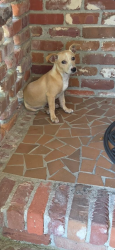 Found/Stray Male Dog last seen Country club neighborhood, Lake City, SC 29560