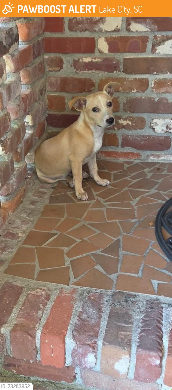 Found/Stray Male Dog last seen Country club neighborhood, Lake City, SC 29560