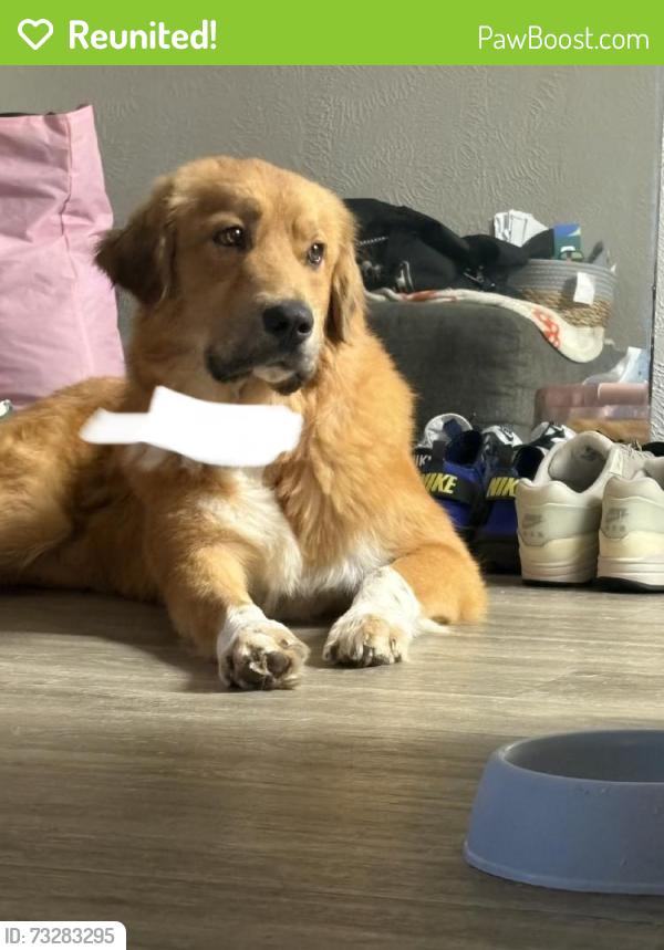 Reunited Male Dog last seen Near Trinity Bend Cir, Arlington, TX 76006, USA, Arlington, TX 76006