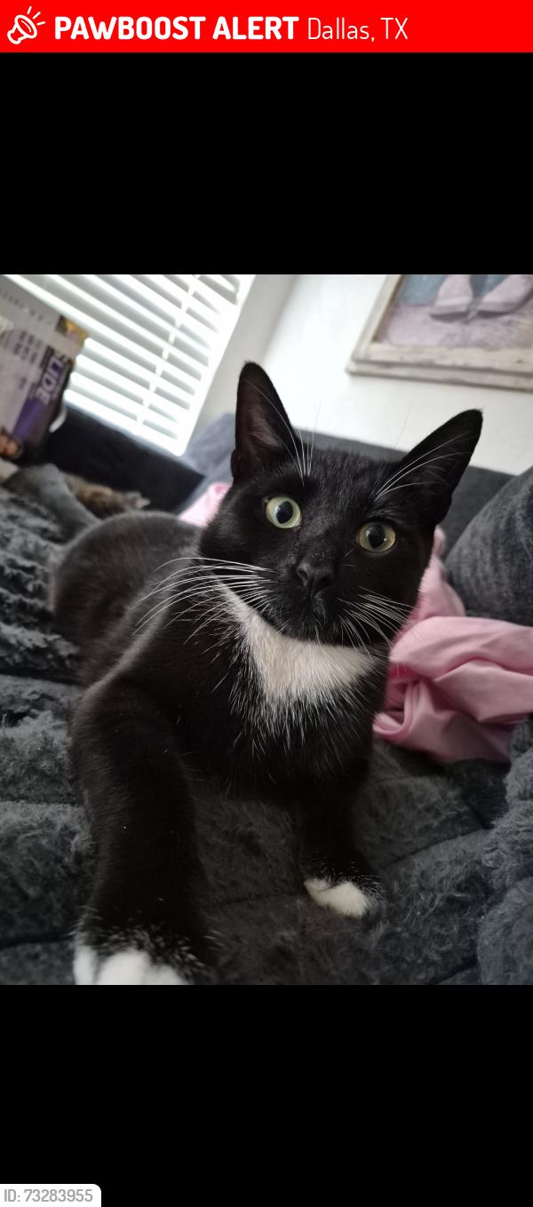 Lost Male Cat last seen Near esperanza apartamento, Dallas, TX 75240