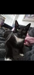 Lost Male Cat last seen Near esperanza apartamento, Dallas, TX 75240