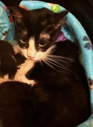 Reunited Female Cat last seen Forest heights, Wildwood brook Ct, Queenston Blvd, Houston, TX 77095
