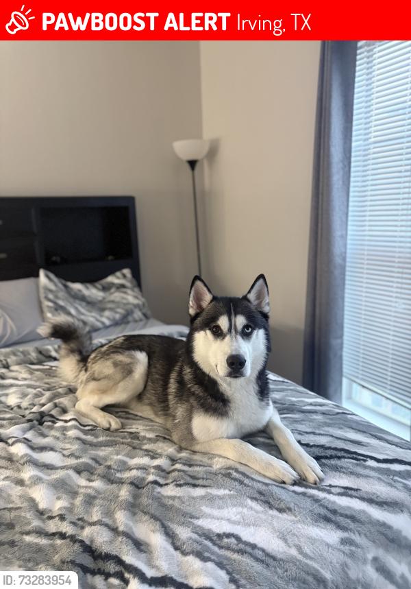 Lost Male Dog last seen My dog escaped from my apmt at 1100 hidden Ridge Irving the hills, Irving, TX 75038