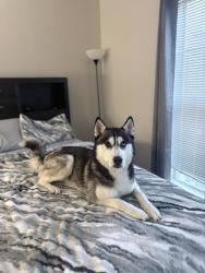 Lost Male Dog last seen My dog escaped from my apmt at 1100 hidden Ridge Irving the hills, Irving, TX 75038