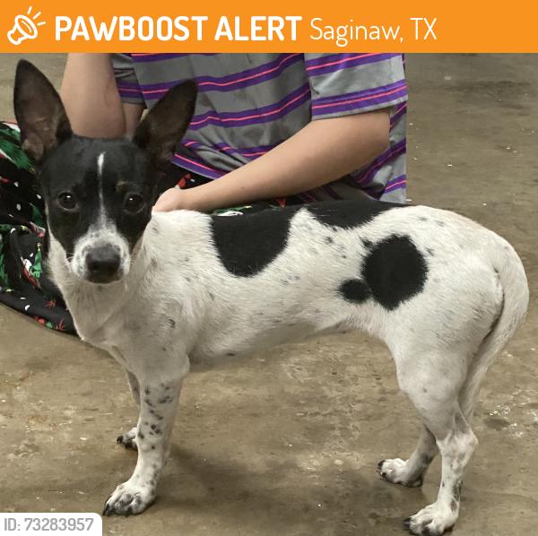 Found/Stray Female Dog last seen Wrigley way in Saginaw 76179, Saginaw, TX 76179