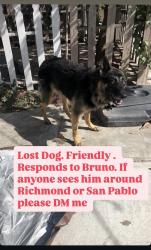 Reunited Male Dog last seen Barrett Ave and 22nd street, Richmond, CA 94808