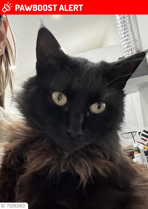 Lost Male Cat last seen Sw 265th Terr Neighborhood, Miami-Dade County, FL 33032