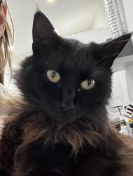 Lost Male Cat last seen Sw 265th Terr Neighborhood, Miami-Dade County, FL 33032