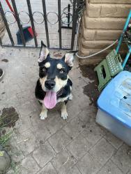 Found/Stray Female Dog last seen Bullard and First, Fresno, CA 93710