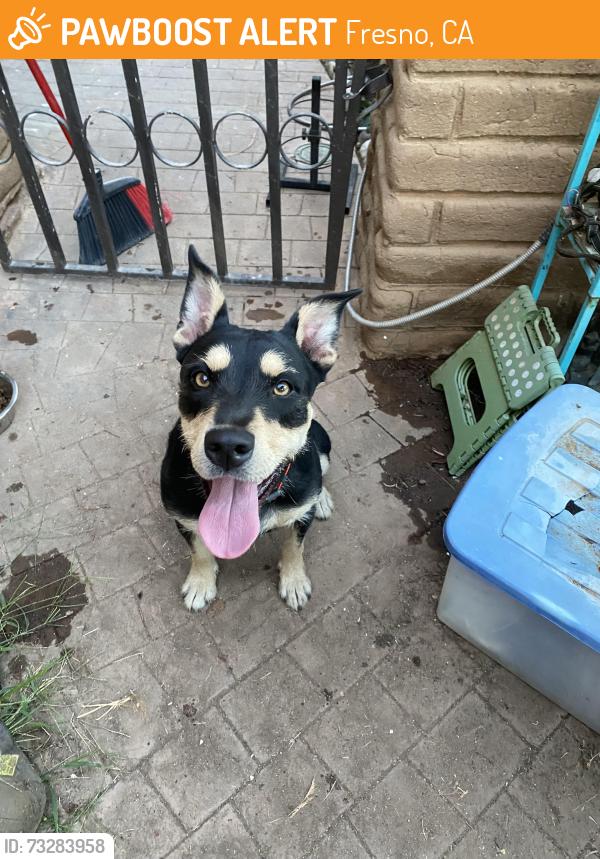 Found/Stray Female Dog last seen Bullard and First, Fresno, CA 93710