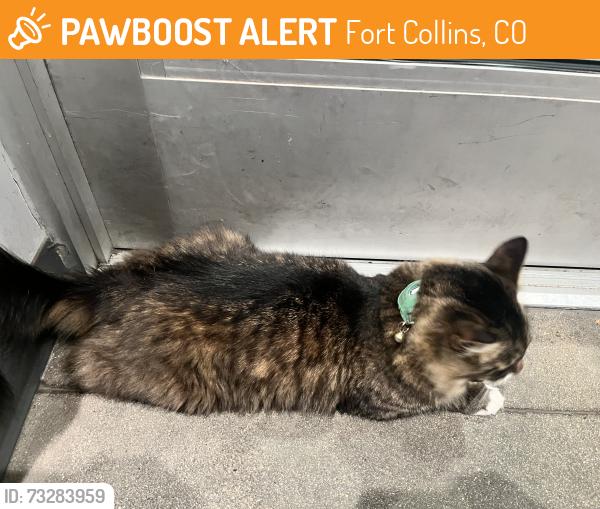 Found/Stray Female Cat last seen Across CSU, Fort Collins, CO 80524