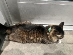 Found/Stray Female Cat last seen Across CSU, Fort Collins, CO 80524