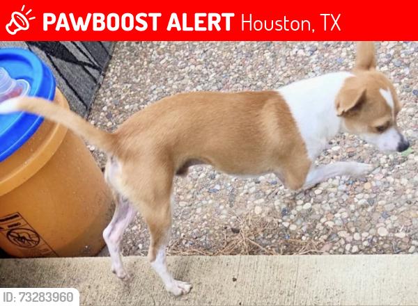 Lost Male Dog last seen Dashwood Dr, Houston, TX 77081