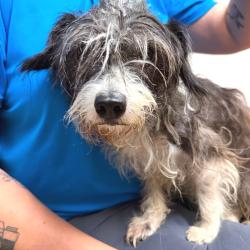 Shelter Stray Female Dog last seen , 4575 E Mesquite Ave, Palm Springs, CA 92264, USA