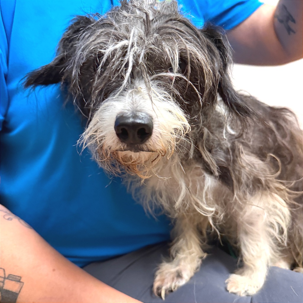 Shelter Stray Female Dog last seen , 4575 E Mesquite Ave, Palm Springs, CA 92264, USA