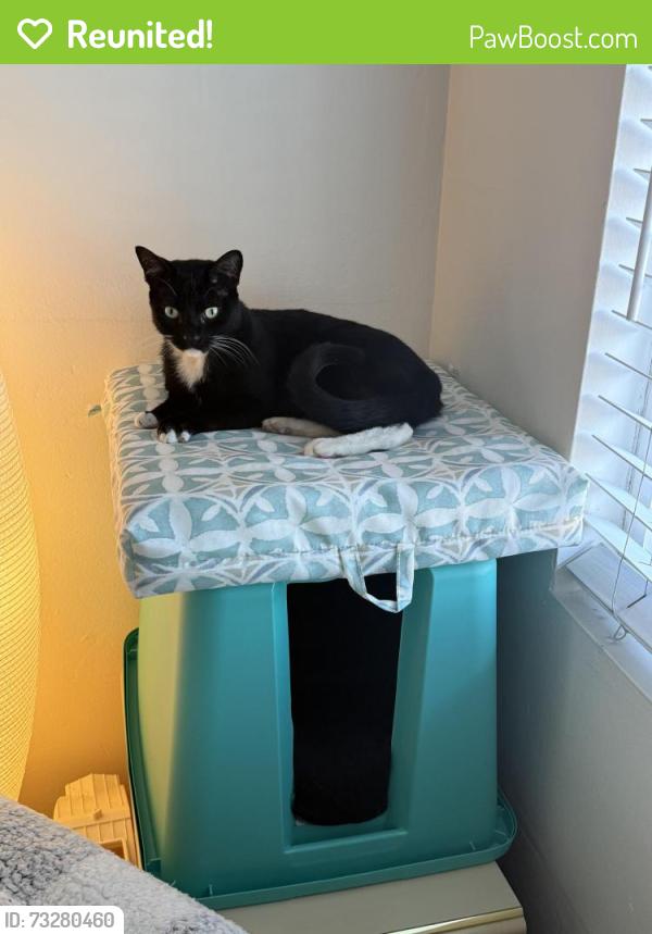 Reunited Male Cat last seen East 20th B Ave. national city, National City, CA 91950