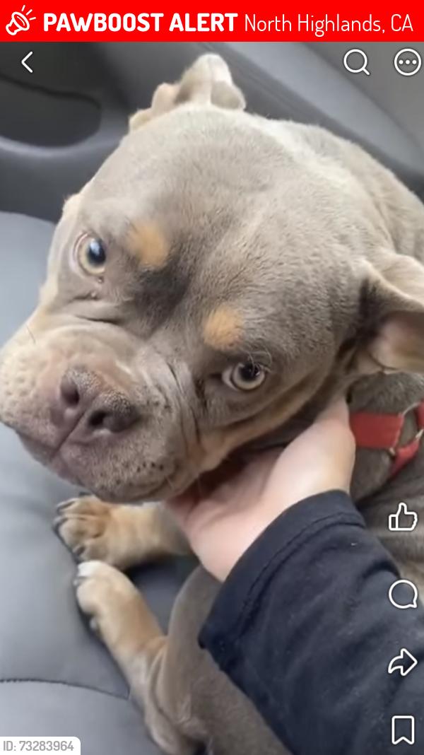 Lost Female Dog last seen Elkhorn blvd and Thomas dr, North Highlands, CA 95660