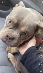 Lost Female Dog last seen Elkhorn blvd and Thomas dr, North Highlands, CA 95660