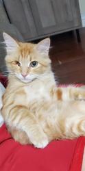Reunited Female Cat last seen West 220th st Carson, Carson, CA 90745