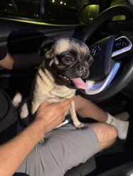 Found/Stray Female Dog last seen Norms, Huntington Park, CA 90255