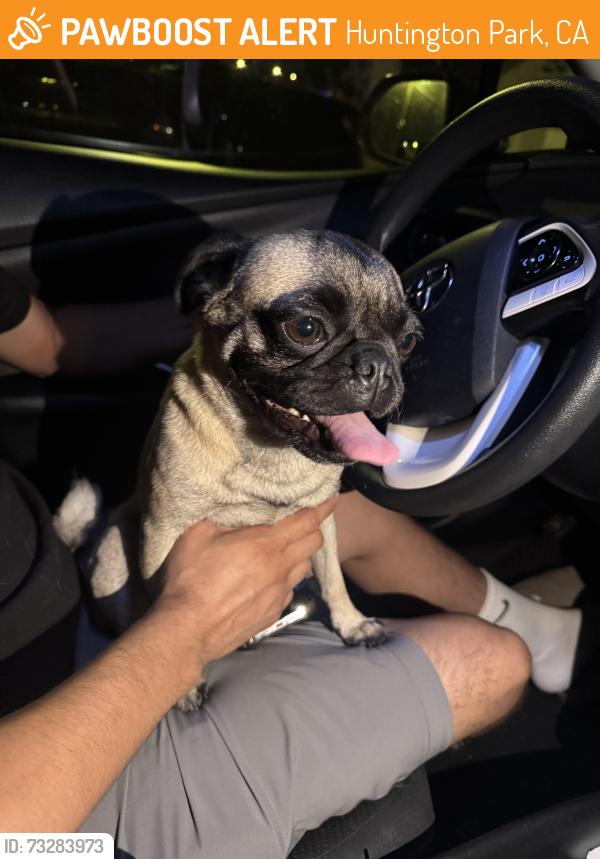 Found/Stray Female Dog last seen Norms, Huntington Park, CA 90255