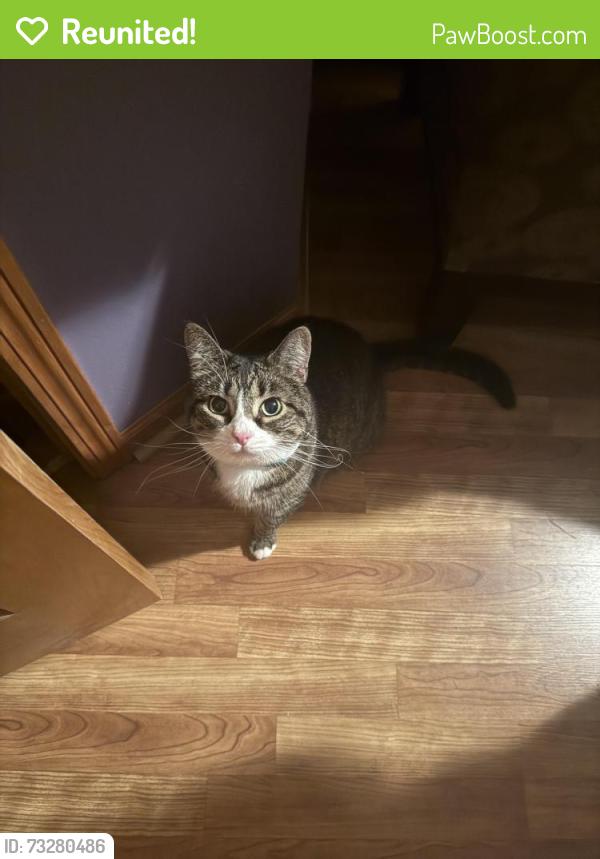 Reunited Female Cat last seen Audubon Park Drive and Snowy Owl lane, Ixonia, WI 53036