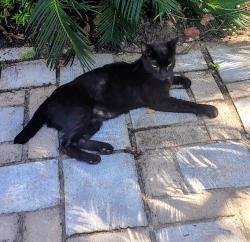 Found/Stray Female Cat last seen Highland and Flower, San Marino, CA 91108