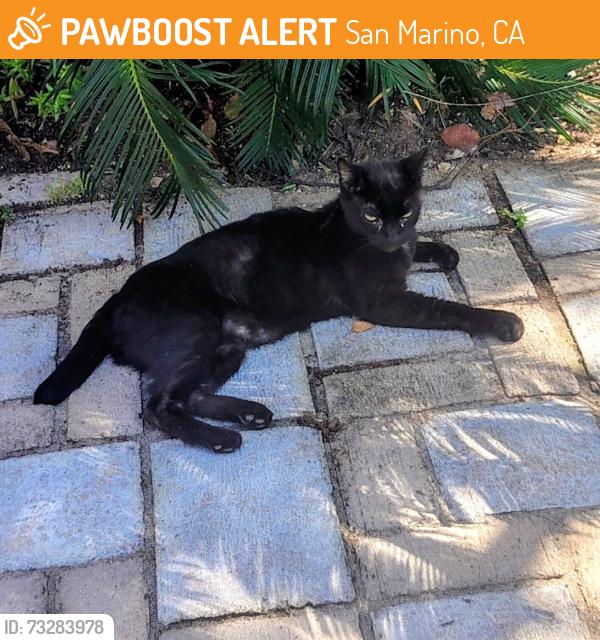 Found/Stray Female Cat last seen Highland and Flower, San Marino, CA 91108