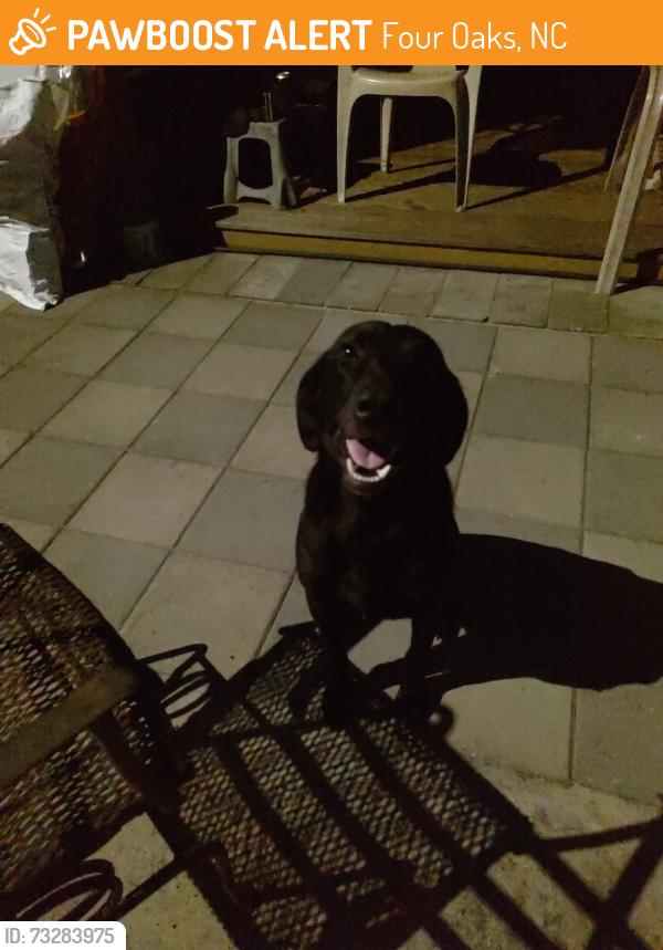 Found/Stray Male Dog last seen end of parkertown rd, Four Oaks, NC 27524