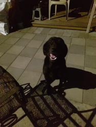 Found/Stray Male Dog last seen end of parkertown rd, Four Oaks, NC 27524