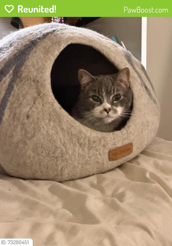 Reunited Male Cat last seen Bleecker and Bedford Streets, New York, NY 10014