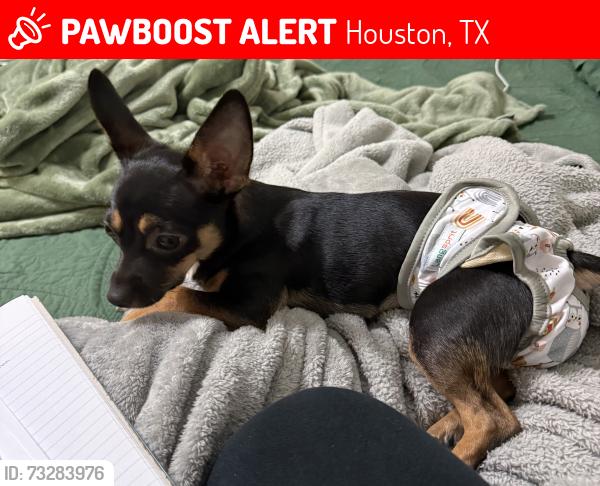 Lost Female Dog last seen Airport & Rockville school rd, Houston, TX 77071