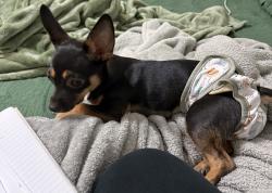 Lost Female Dog last seen Airport & Rockville school rd, Houston, TX 77071