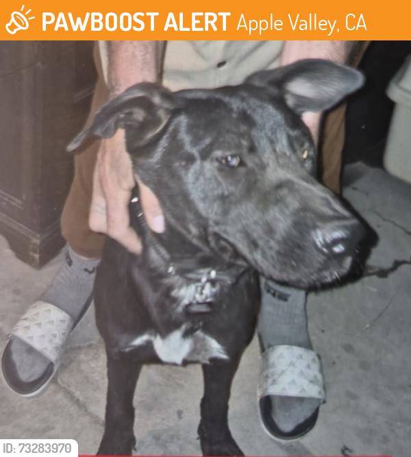Found/Stray Male Dog last seen Straightarrow, Apple Valley, CA 92307