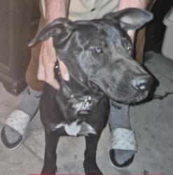 Found/Stray Male Dog last seen Straightarrow, Apple Valley, CA 92307