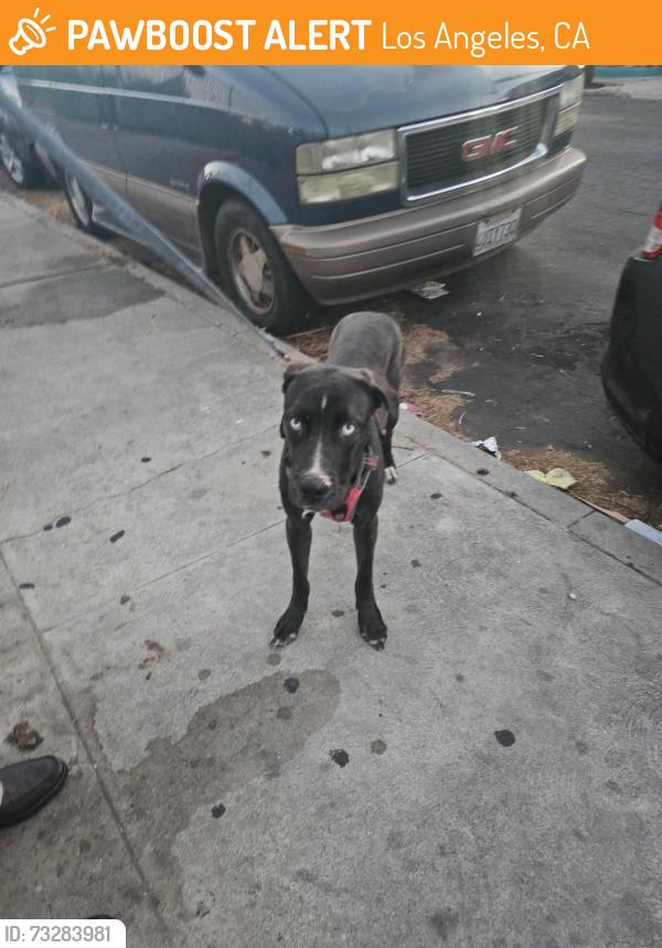 Found/Stray Male Dog last seen Trinity park, Los Angeles, CA 90011