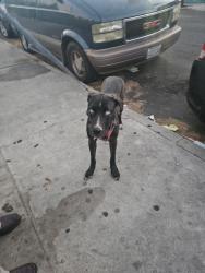 Found/Stray Male Dog last seen Trinity park, Los Angeles, CA 90011