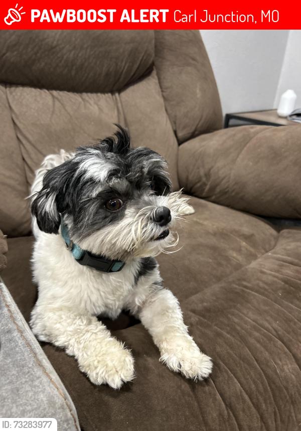 Lost Female Dog last seen Pennel St, Carl Junction MO, Carl Junction, MO 64834
