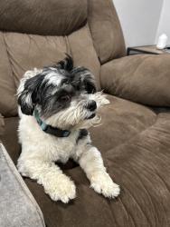 Lost Female Dog last seen Pennel St, Carl Junction MO, Carl Junction, MO 64834