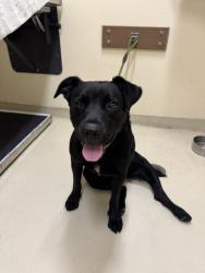 Shelter Stray Female Dog last seen JAMESTOWN, 1950 Stevenson Blvd, Fremont, CA 94538, USA