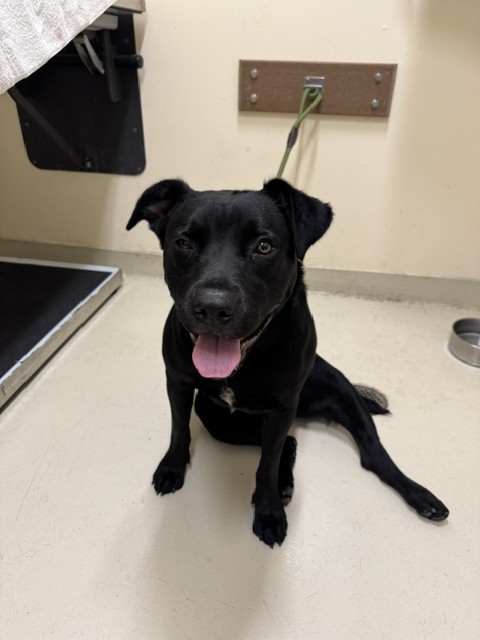 Shelter Stray Female Dog last seen JAMESTOWN, 1950 Stevenson Blvd, Fremont, CA 94538, USA